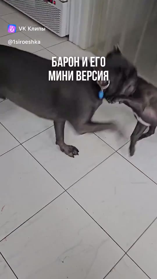 Сыроешка в деле — выпуск 3